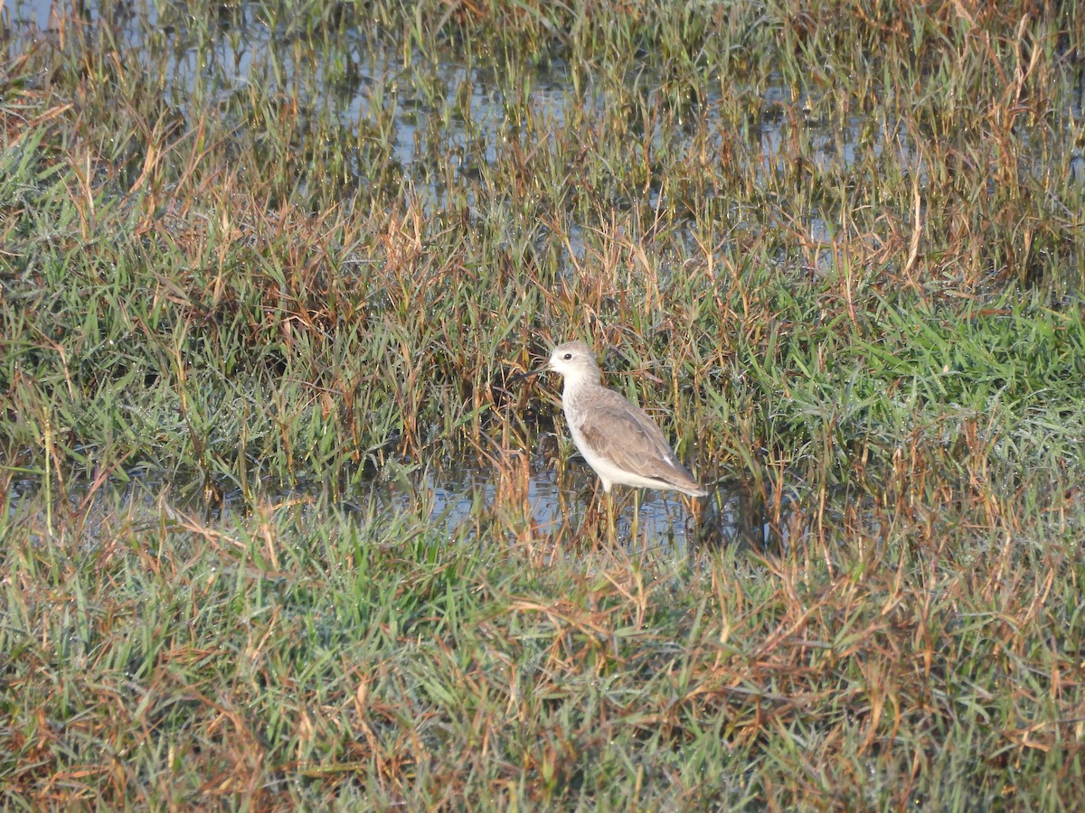 Archibebe Fino - ML646625495