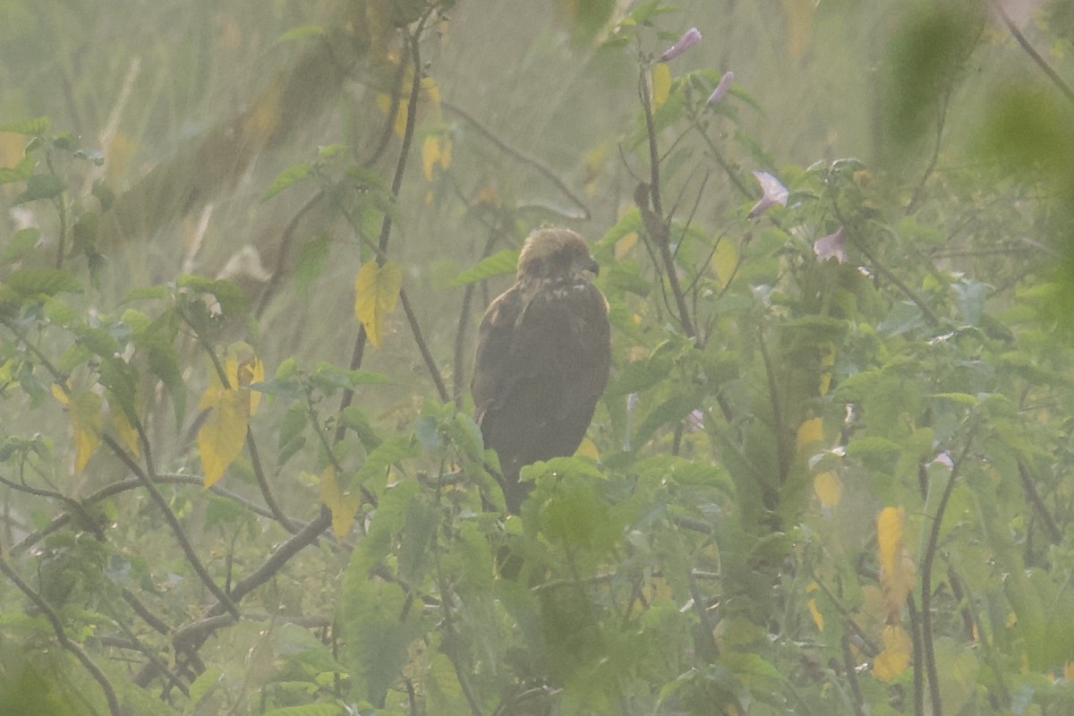 Zingira-mirotz eurasiarra - ML646625497