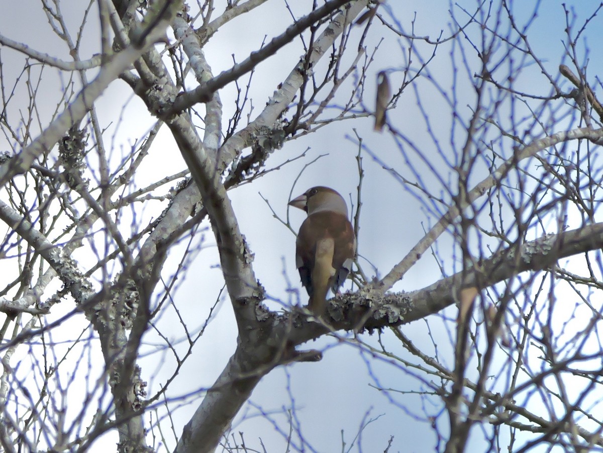 פצחן - ML646625499