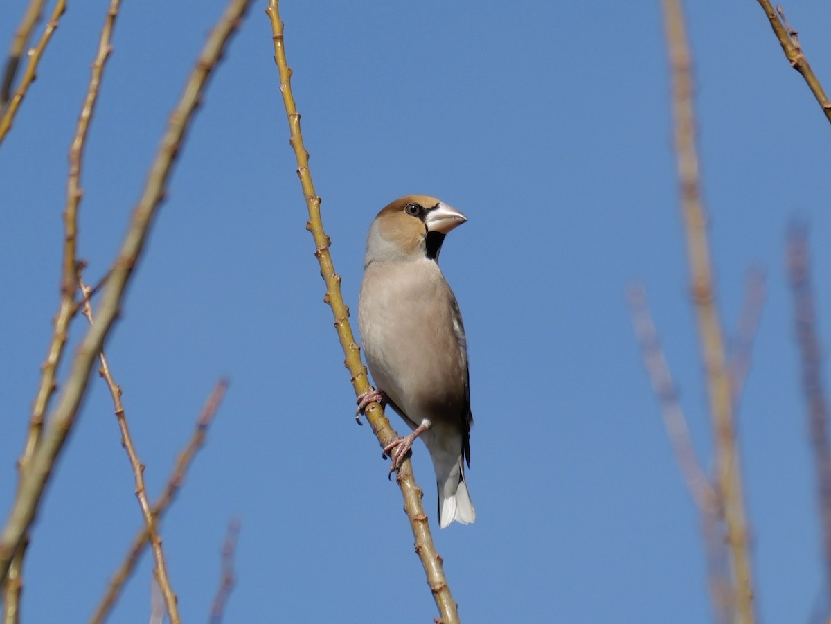 פצחן - ML646625500