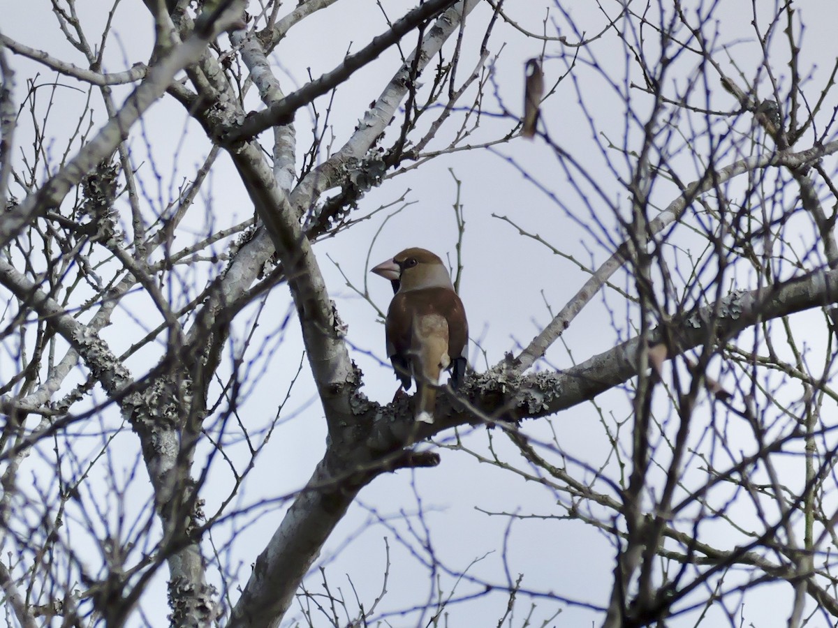 פצחן - ML646625501