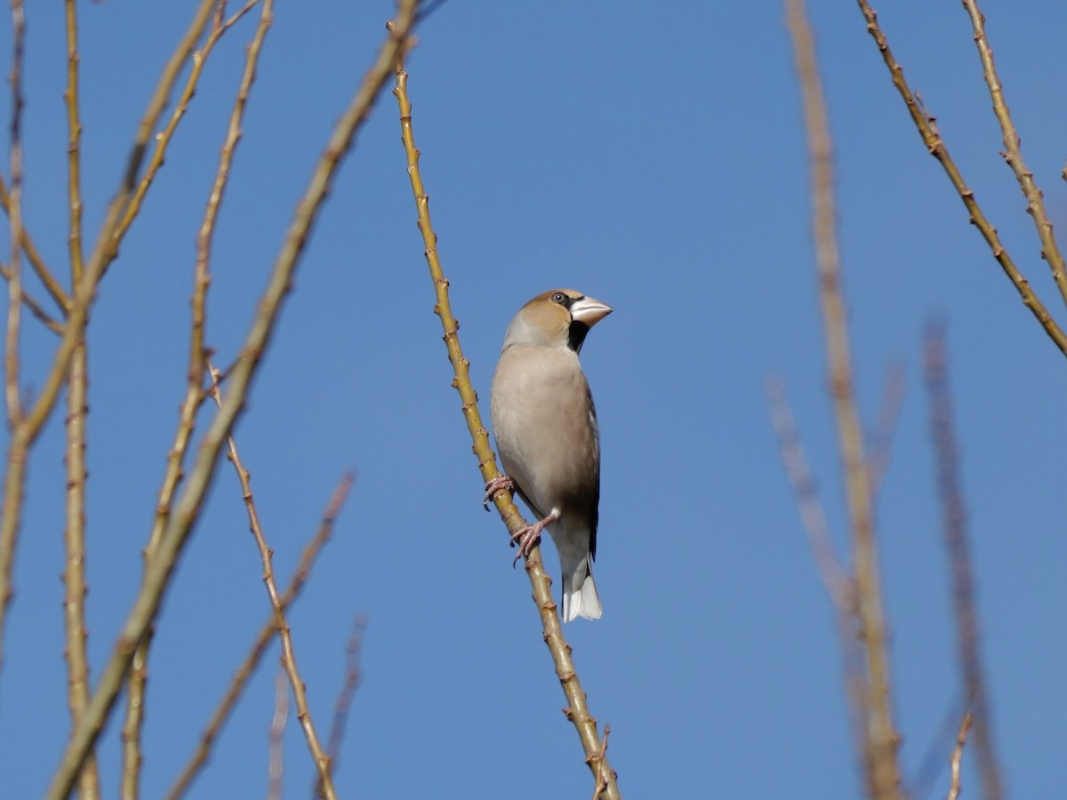 פצחן - ML646625502