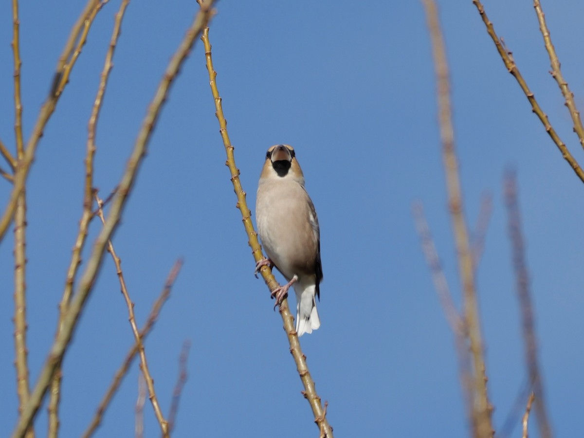 פצחן - ML646625503