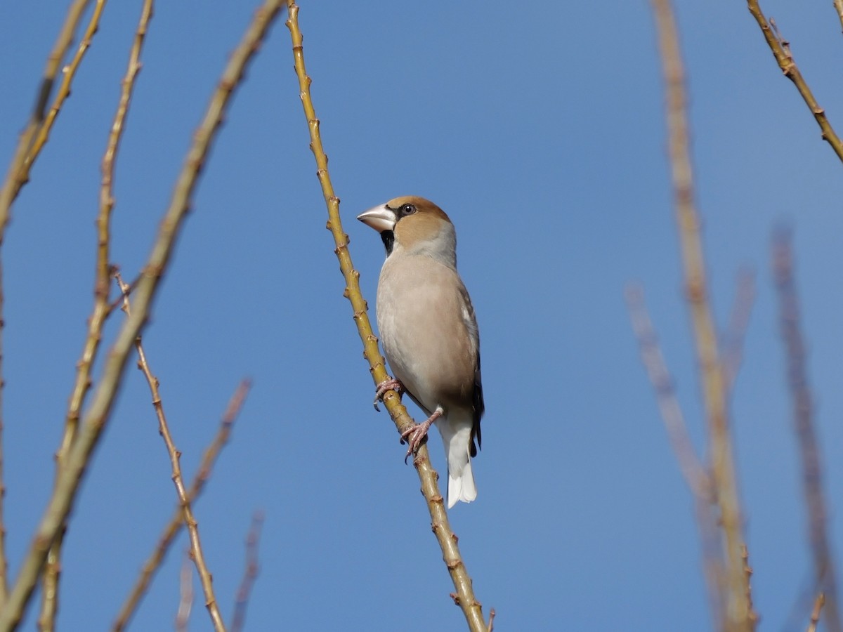 פצחן - ML646625504