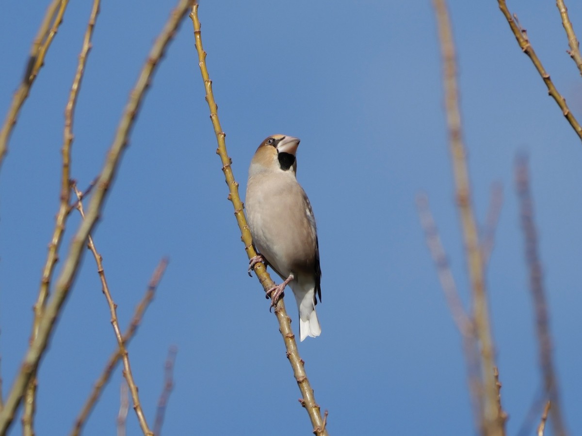 פצחן - ML646625505