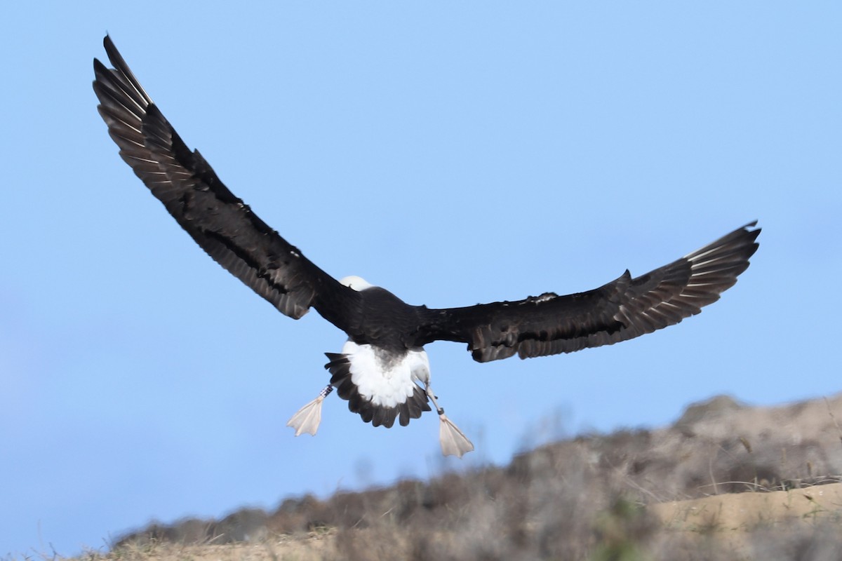 Laysan Albatross - ML646625506
