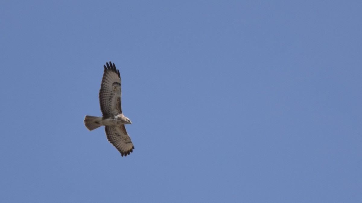עקב מזרחי - ML646625508