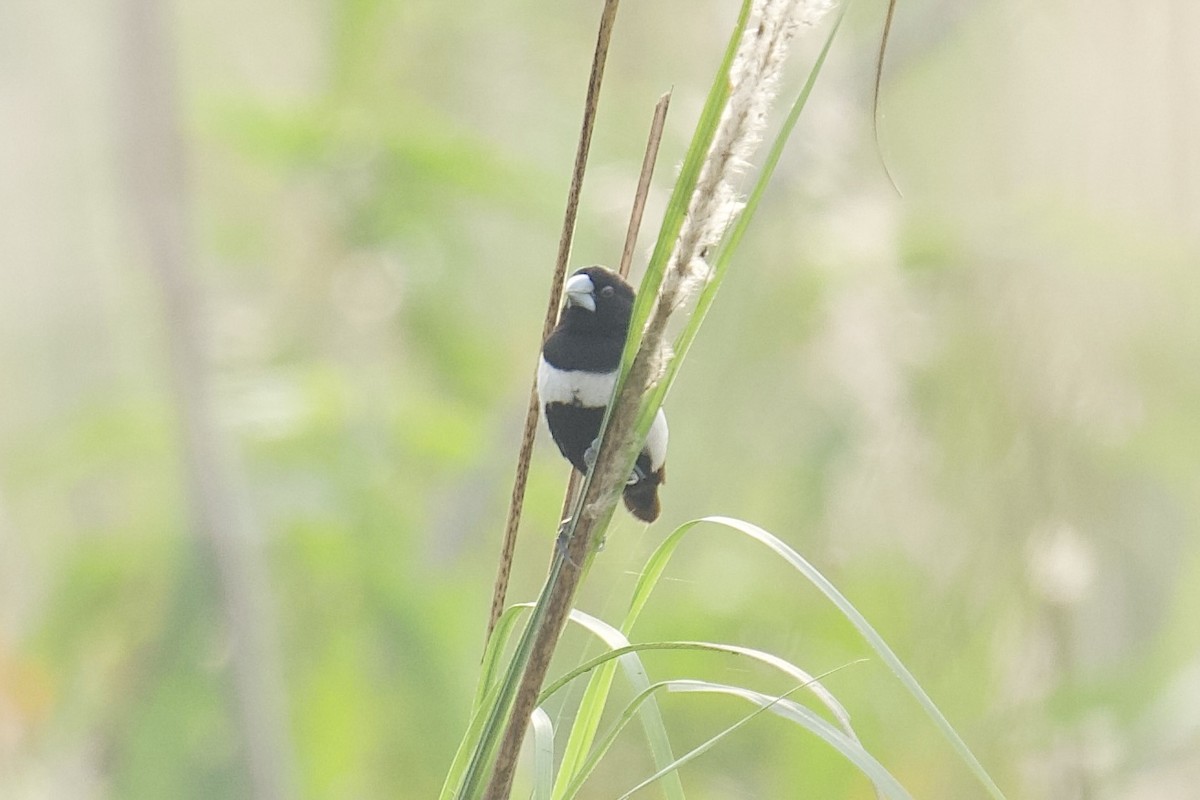 Tricolored Munia - ML646625510