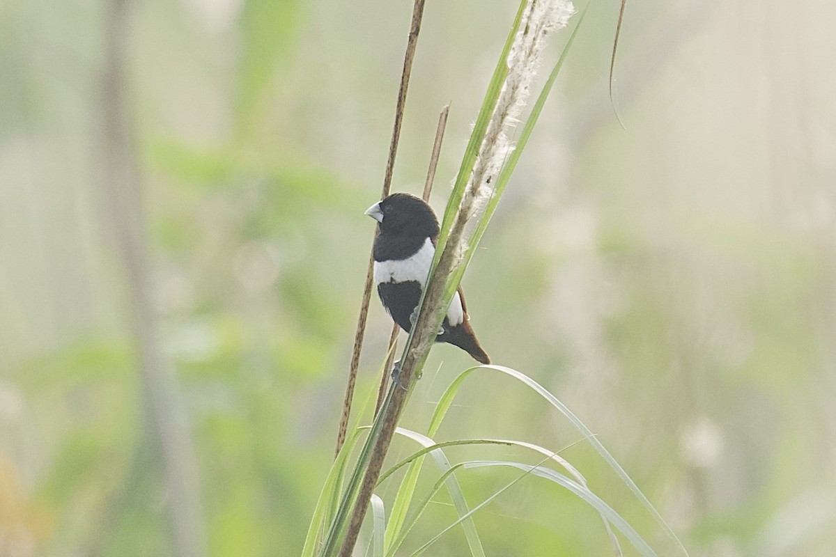 Tricolored Munia - ML646625511