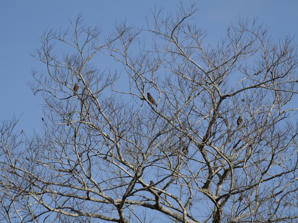 קיכלי חום-כנף - ML646625512