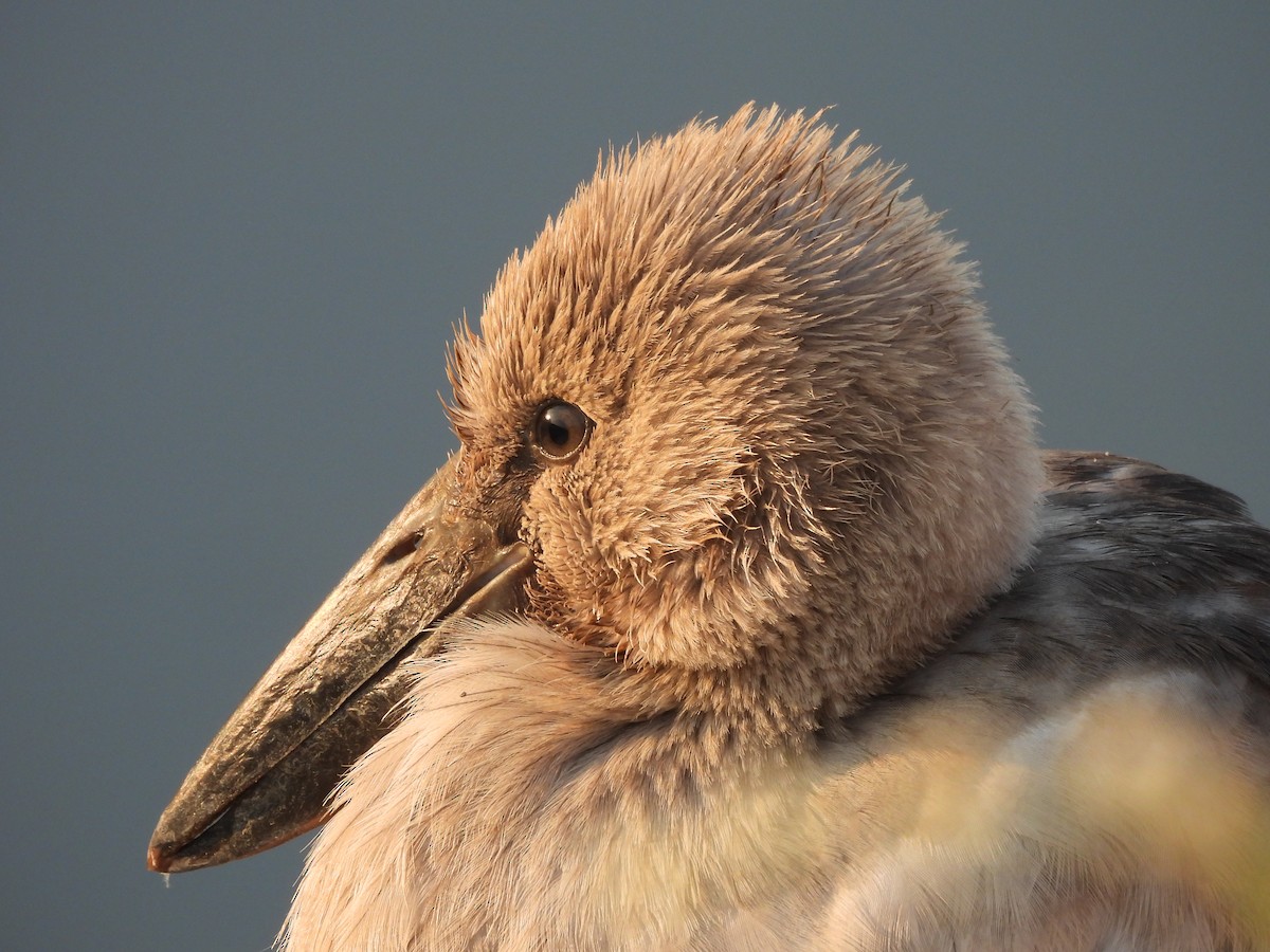 Picotenaza Asiático - ML646625513