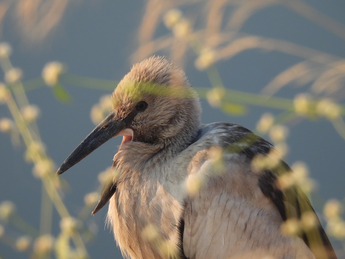 Picotenaza Asiático - ML646625514