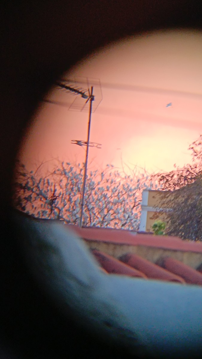 אנפית בקר מערבית - ML646625515