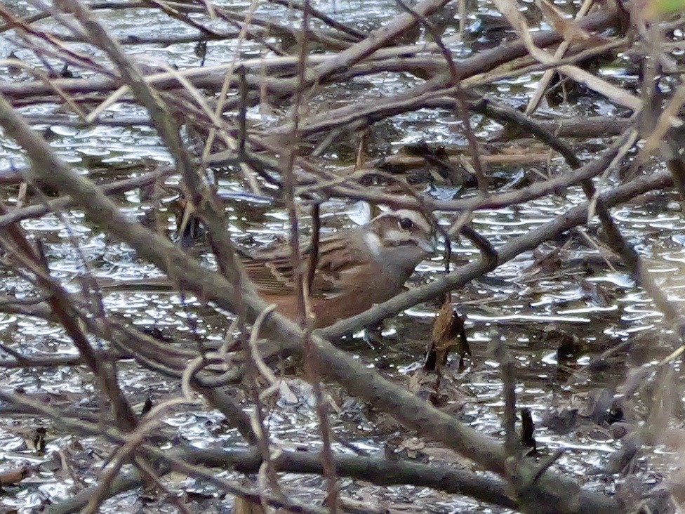 גיבתון חום-חזה - ML646625516
