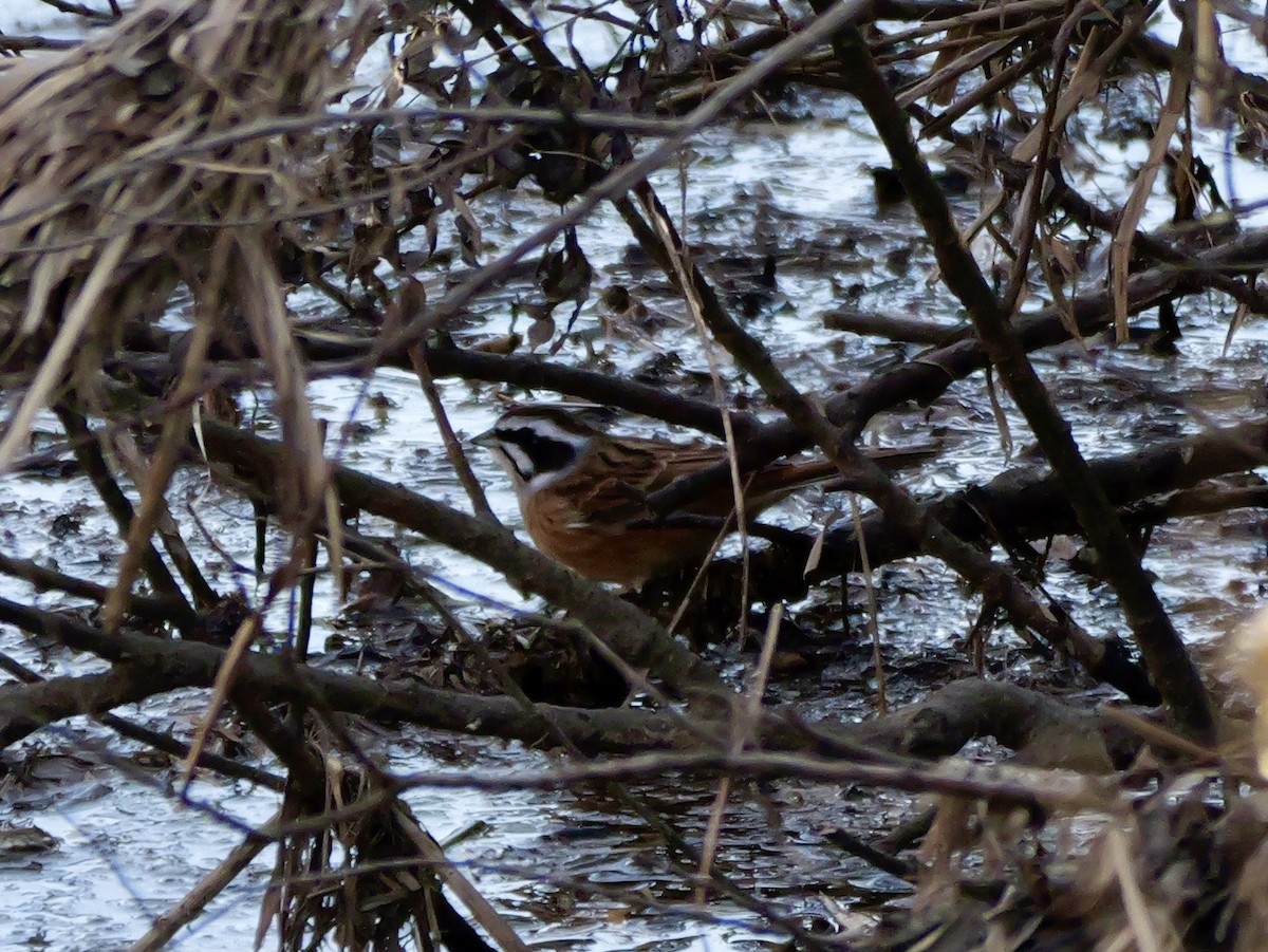 גיבתון חום-חזה - ML646625517