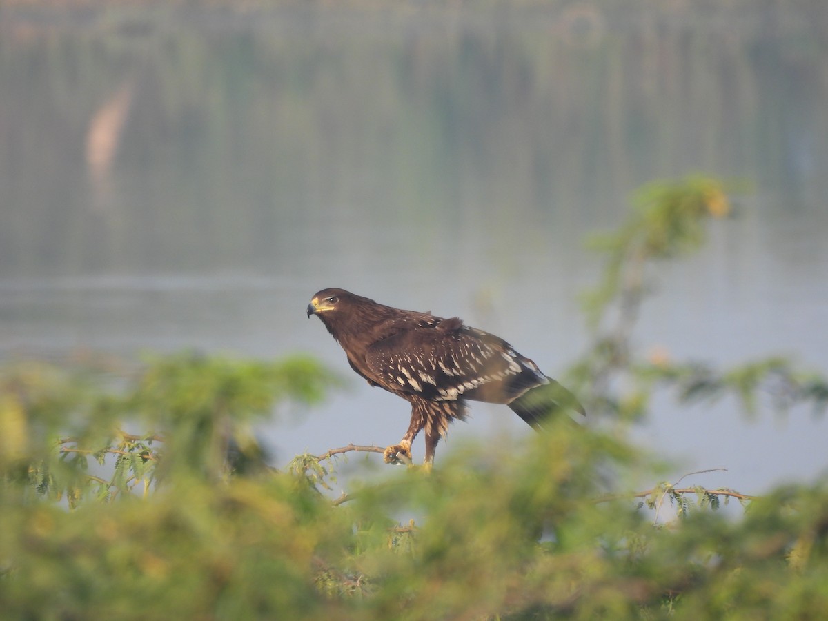 Águila Moteada - ML646625518