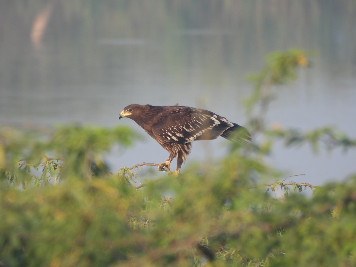 Águila Moteada - ML646625519
