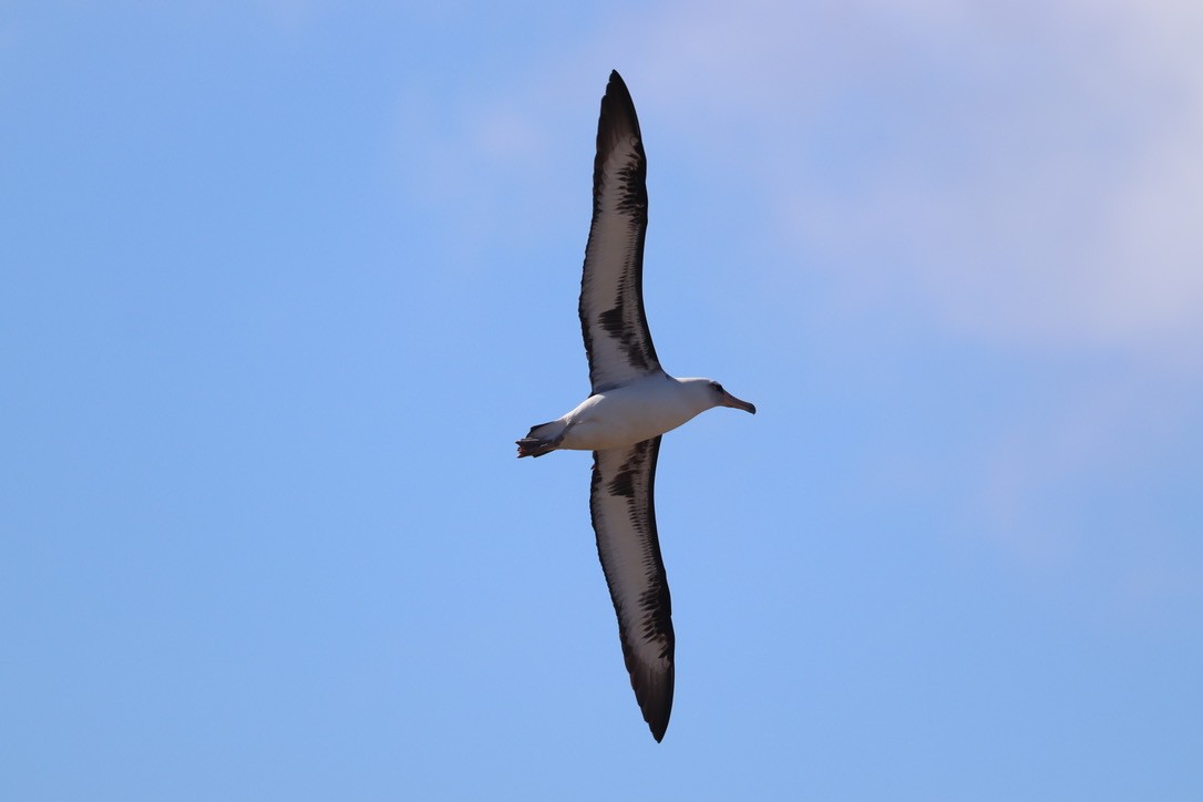 Laysan Albatross - ML646625520