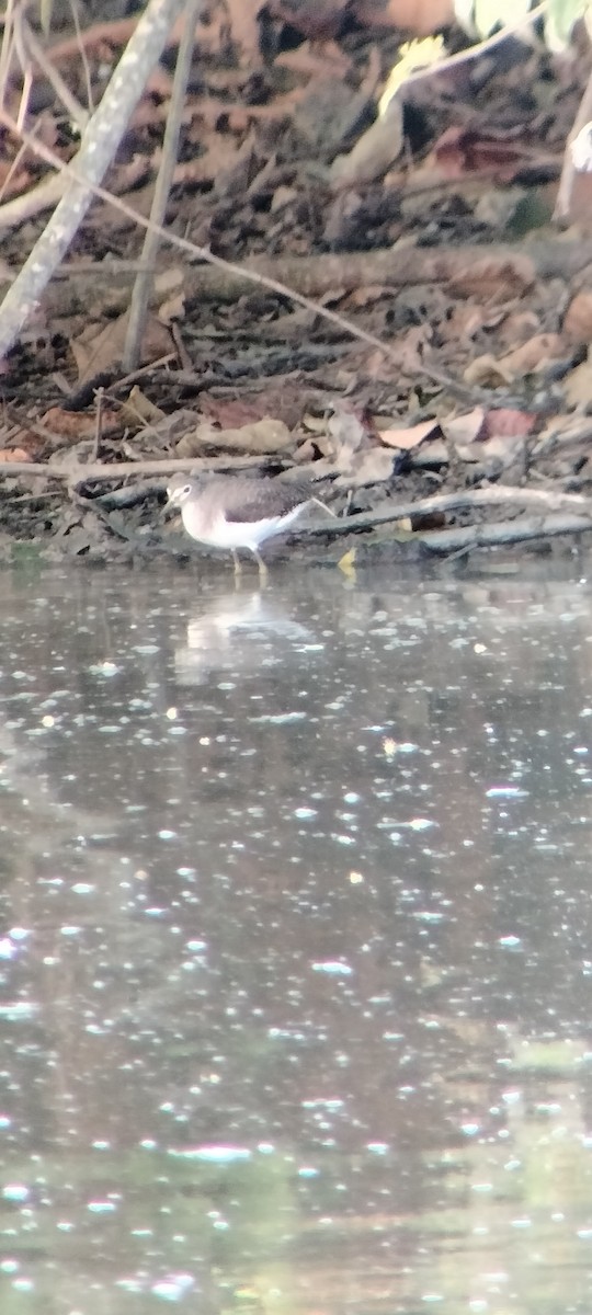 ביצנית בודדת - ML646625522