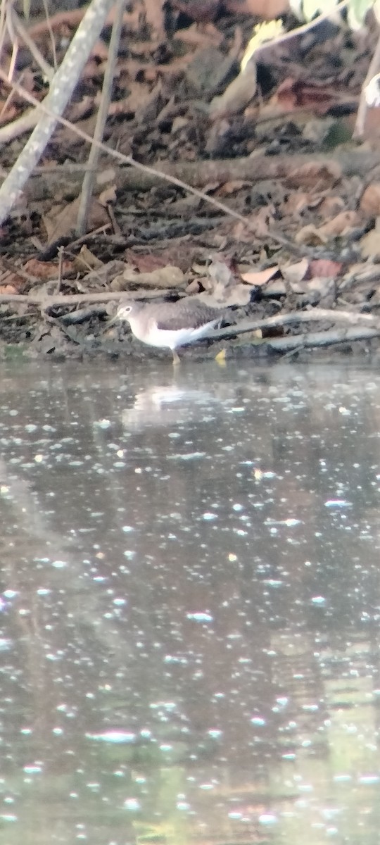 ביצנית בודדת - ML646625524