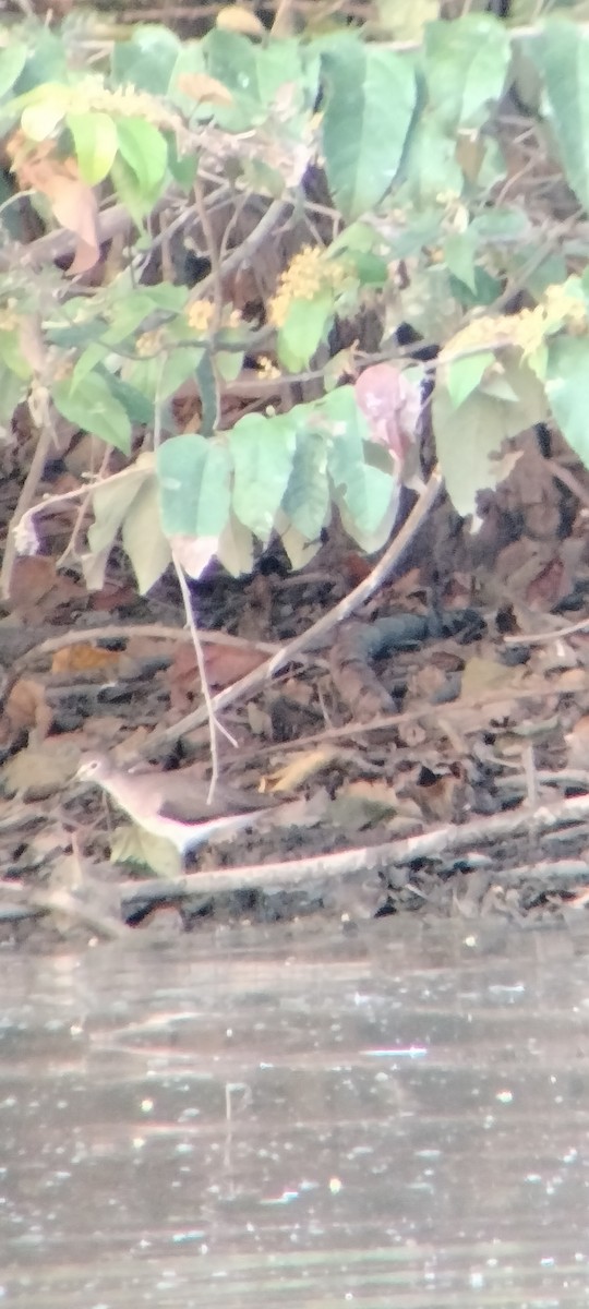 ביצנית בודדת - ML646625525