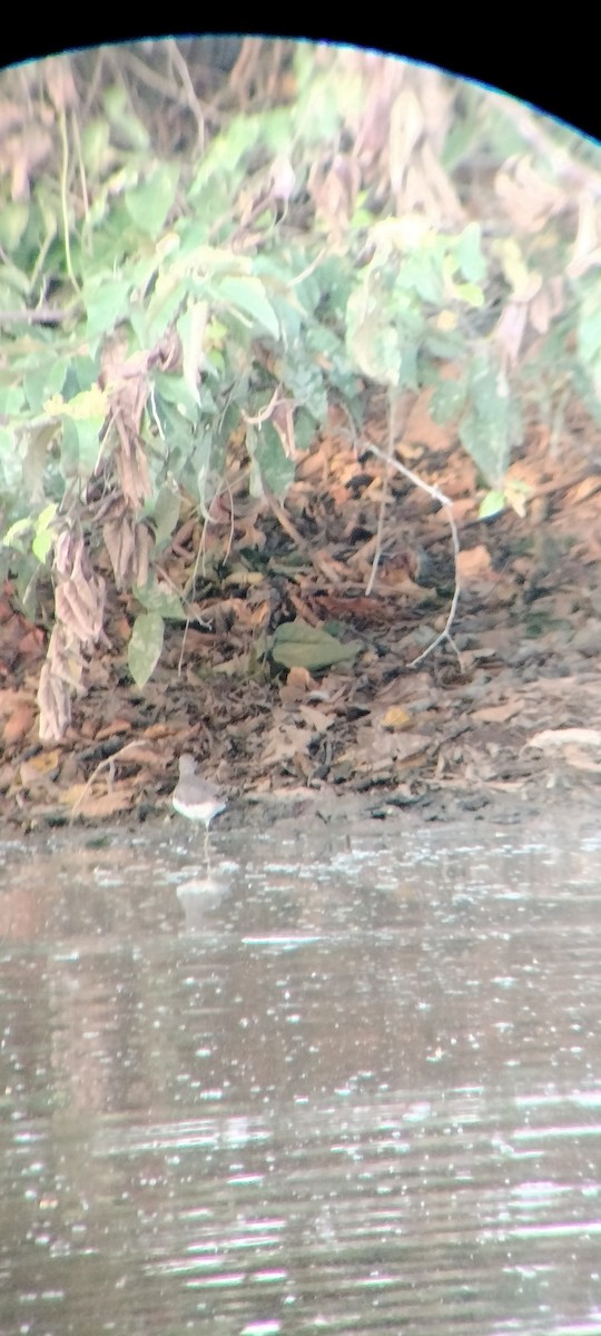 ביצנית בודדת - ML646625527