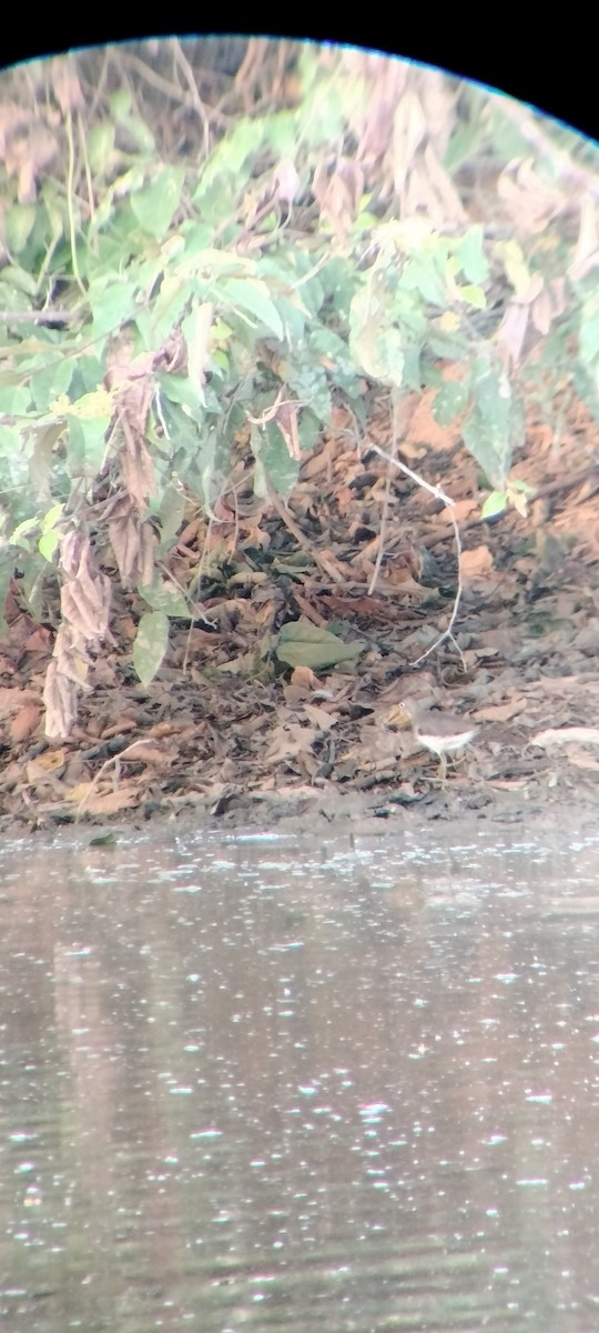 ביצנית בודדת - ML646625528