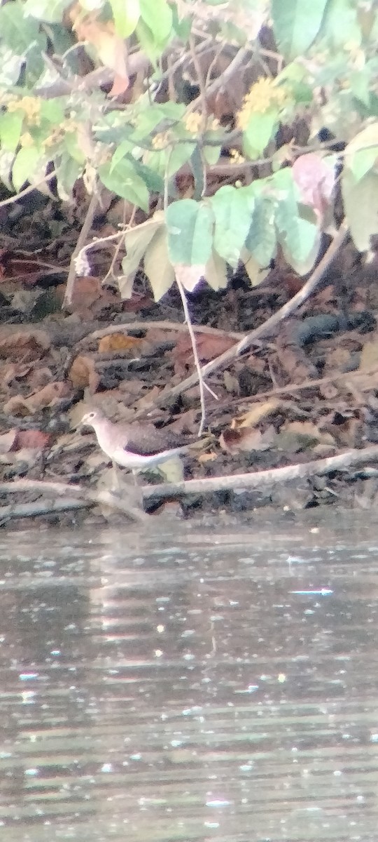 ביצנית בודדת - ML646625529