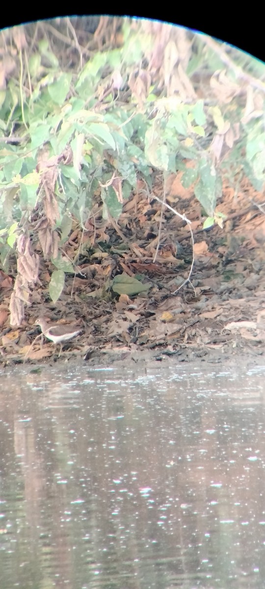 ביצנית בודדת - ML646625530