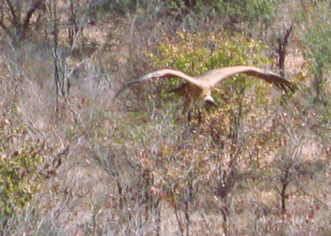 White-backed Vulture - ML646625534