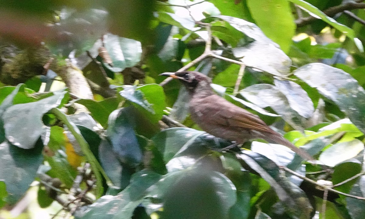 Bridled Honeyeater - ML646625536