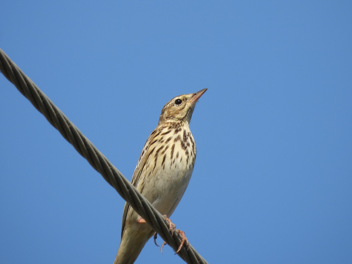 Bisbita Arbóreo - ML646625537