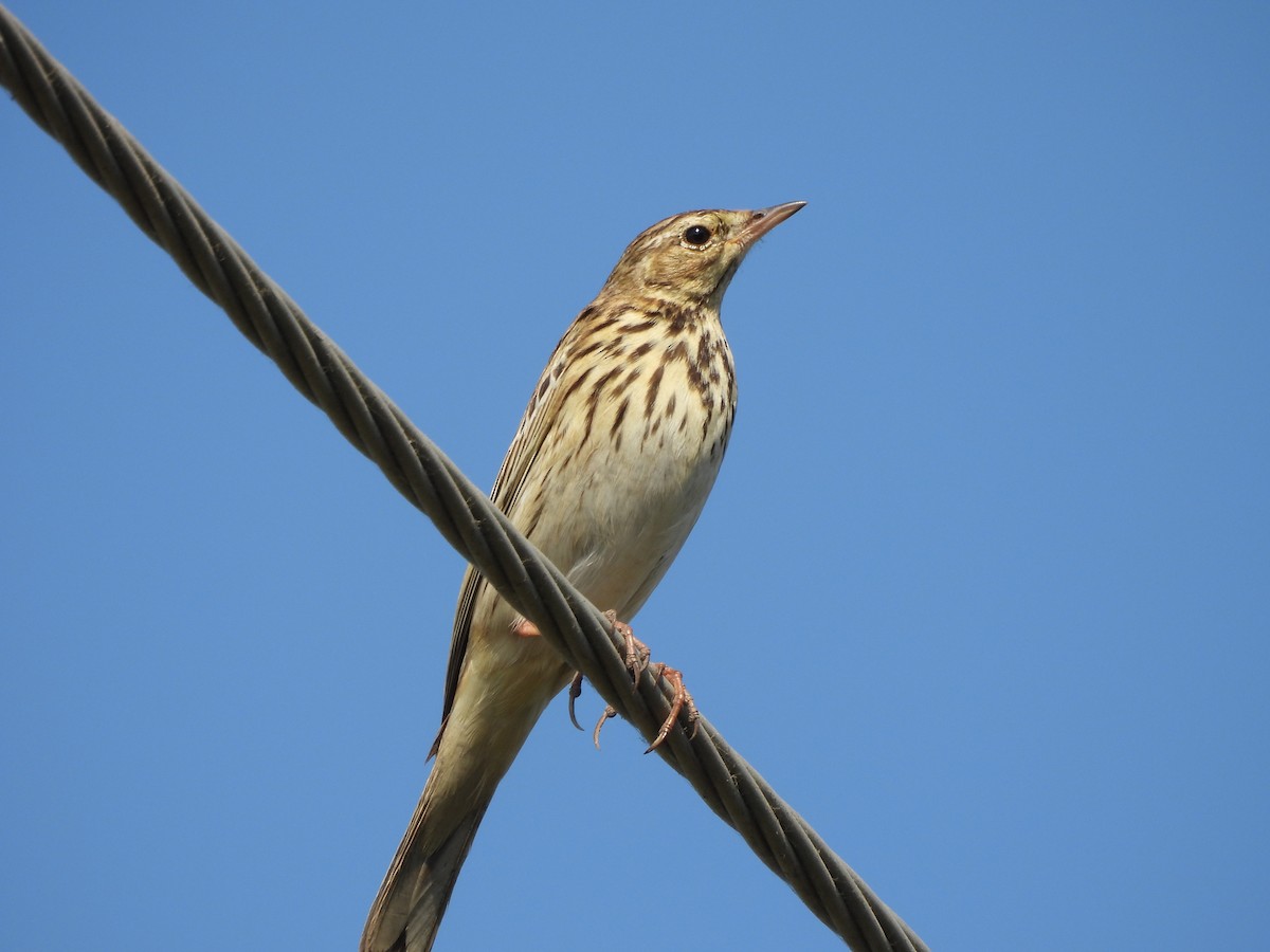 Bisbita Arbóreo - ML646625538