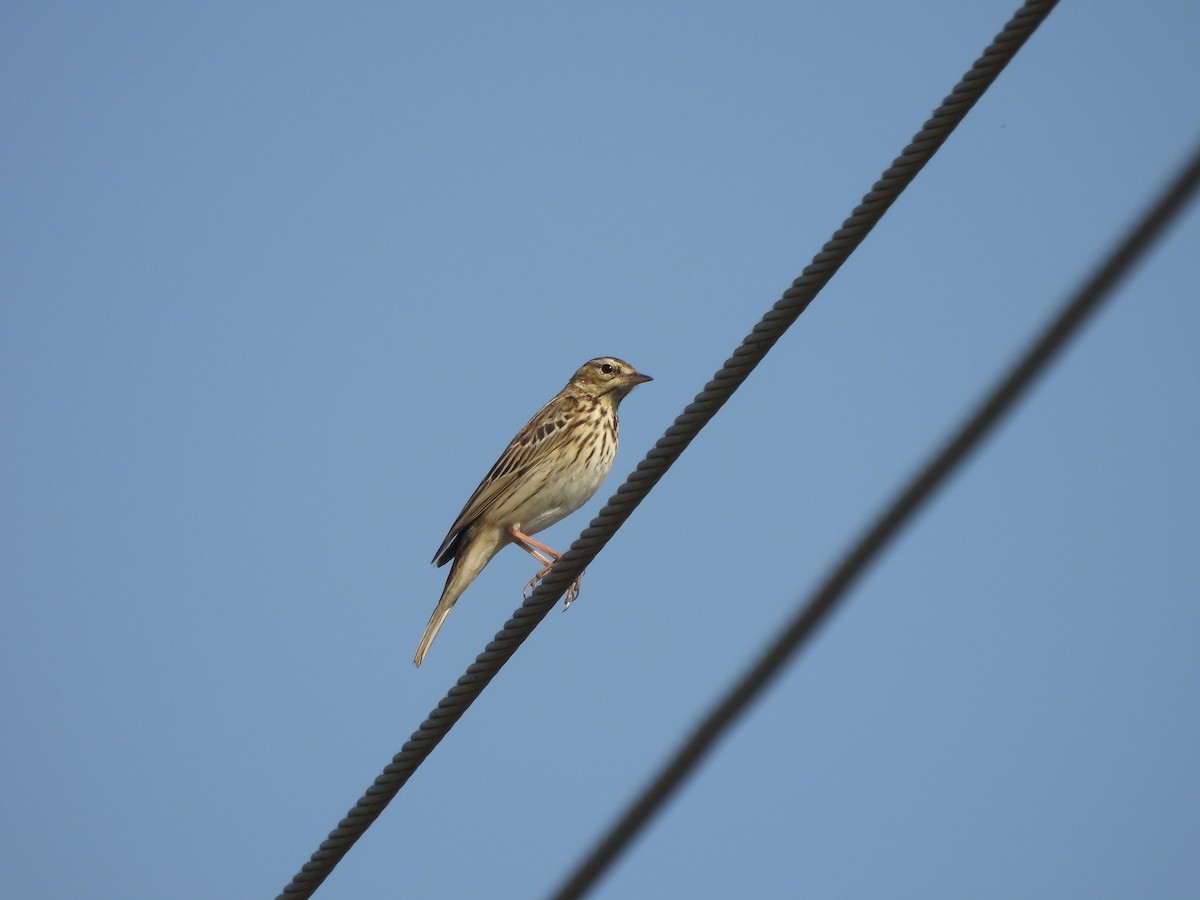 Bisbita Arbóreo - ML646625539