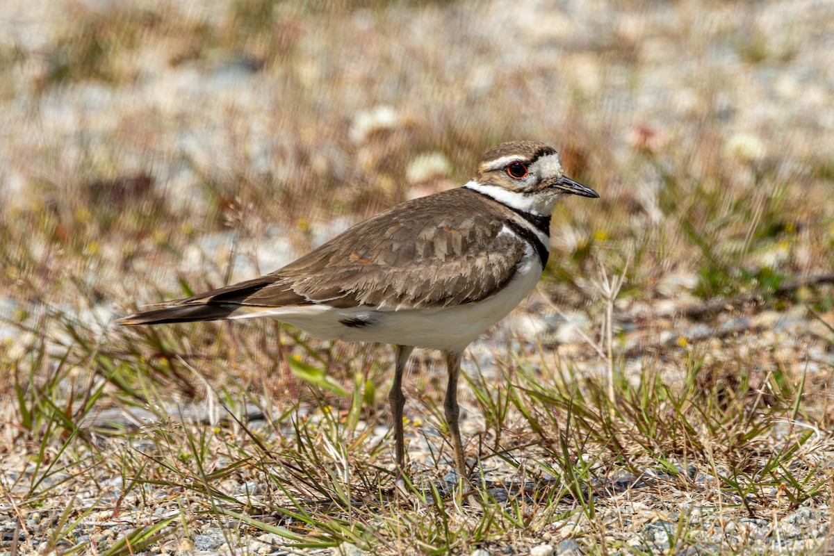 Chorlitejo Culirrojo - ML646625540