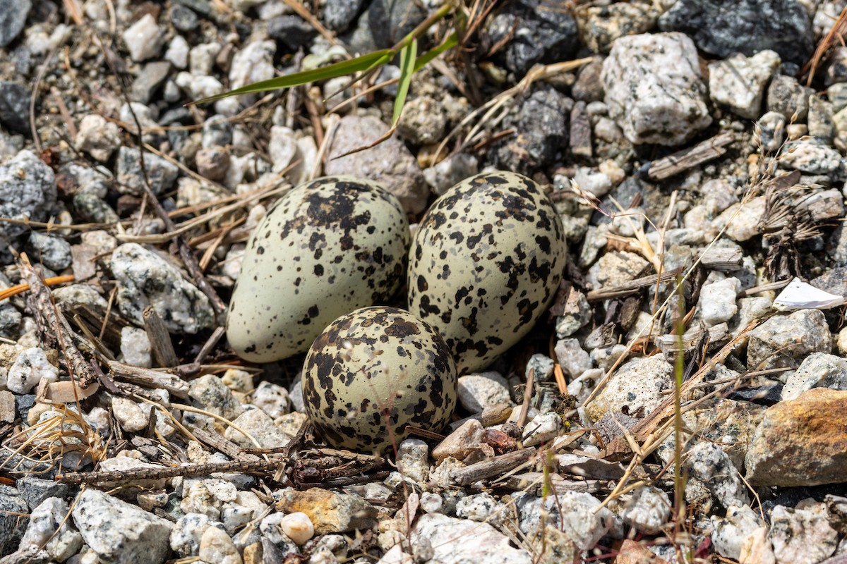 Chorlitejo Culirrojo - ML646625541