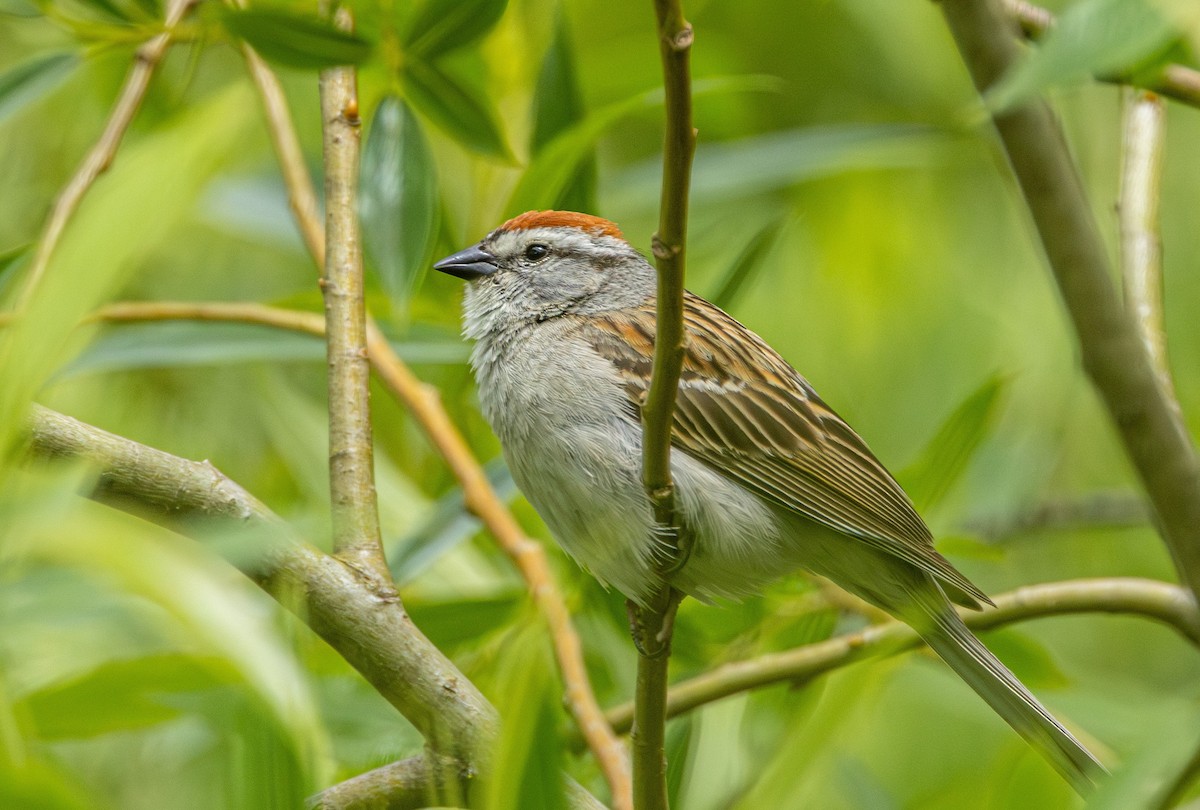 Chingolo Cejiblanco - ML646625542