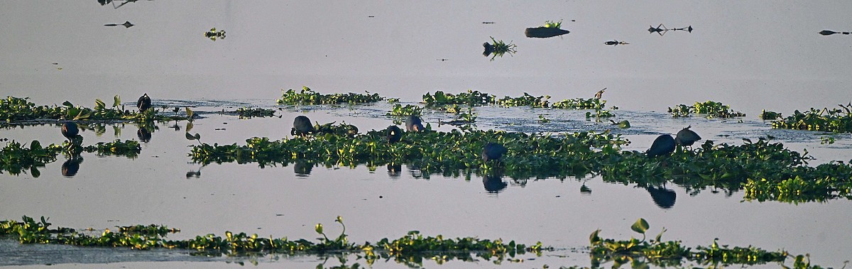 Gray-headed Swamphen - ML646625544