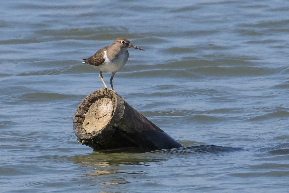 Kuliska txikia - ML646625545