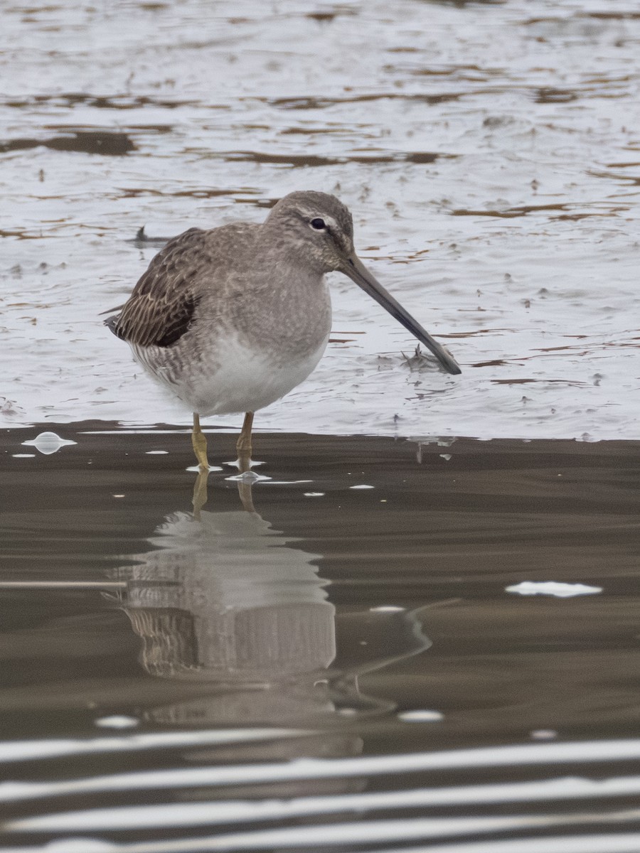 Хараалжин цууцил - ML646625549