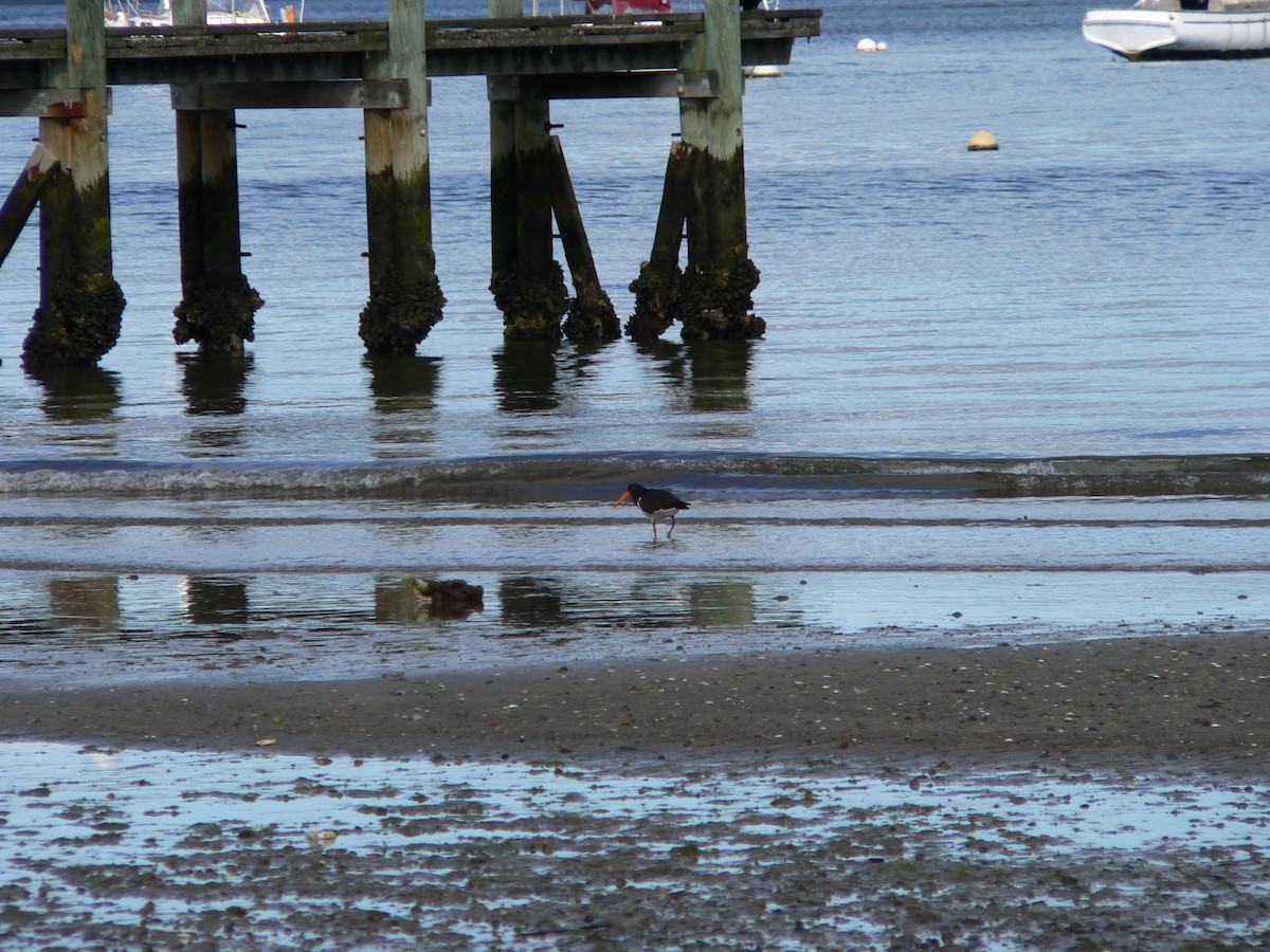 Pied Oystercatcher - ML646625552