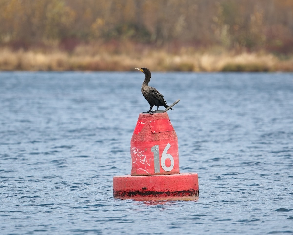 Double-crested Cormorant - ML646625558