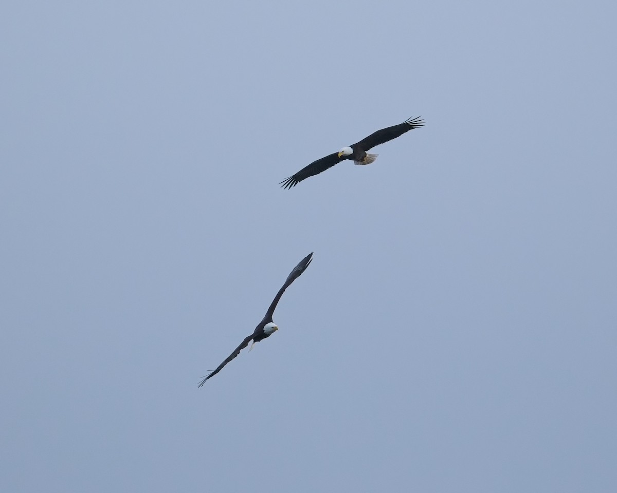 ハクトウワシ - ML646625560