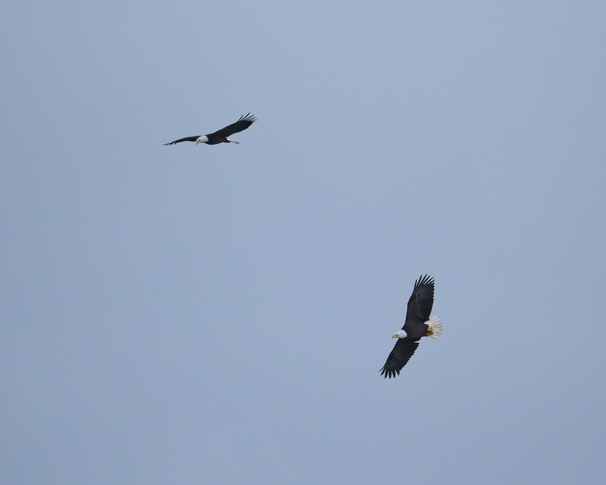 ハクトウワシ - ML646625561