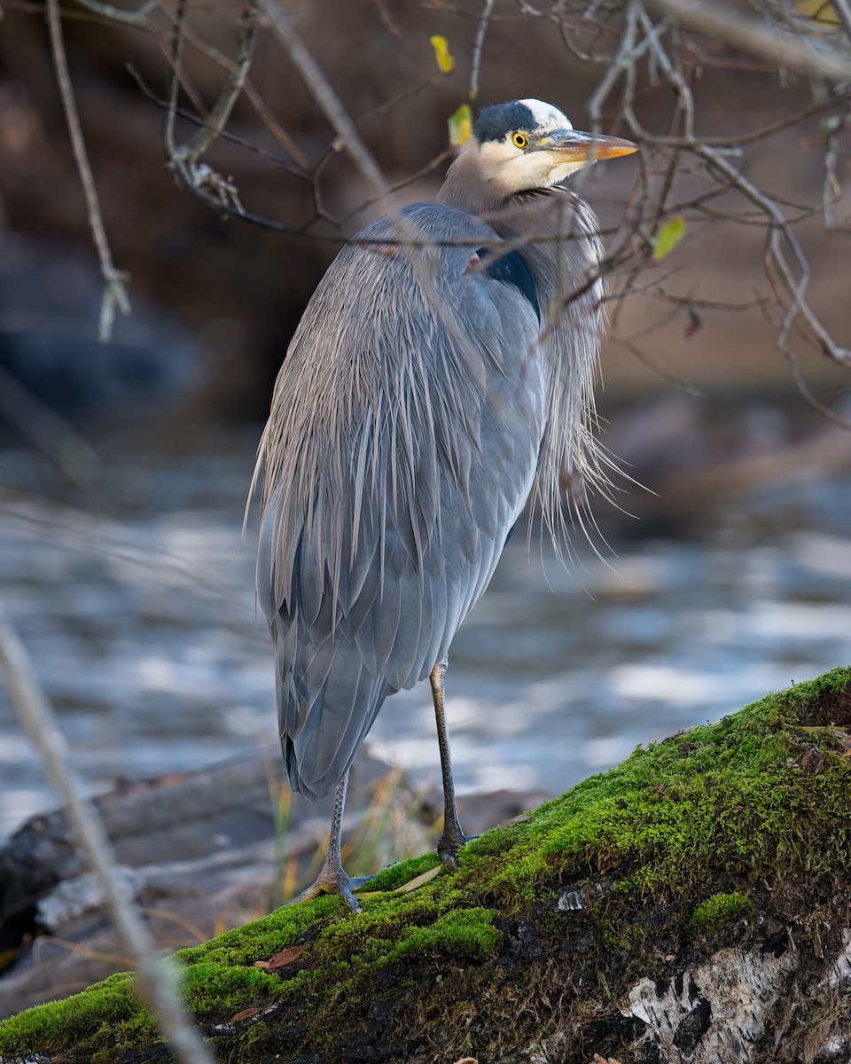 Great Blue Heron - ML646625562