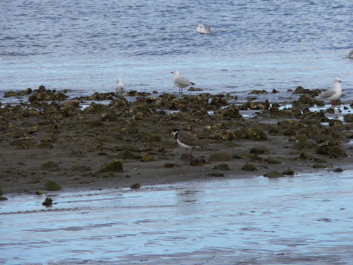 čejka australská (ssp. novaehollandiae) - ML646625569