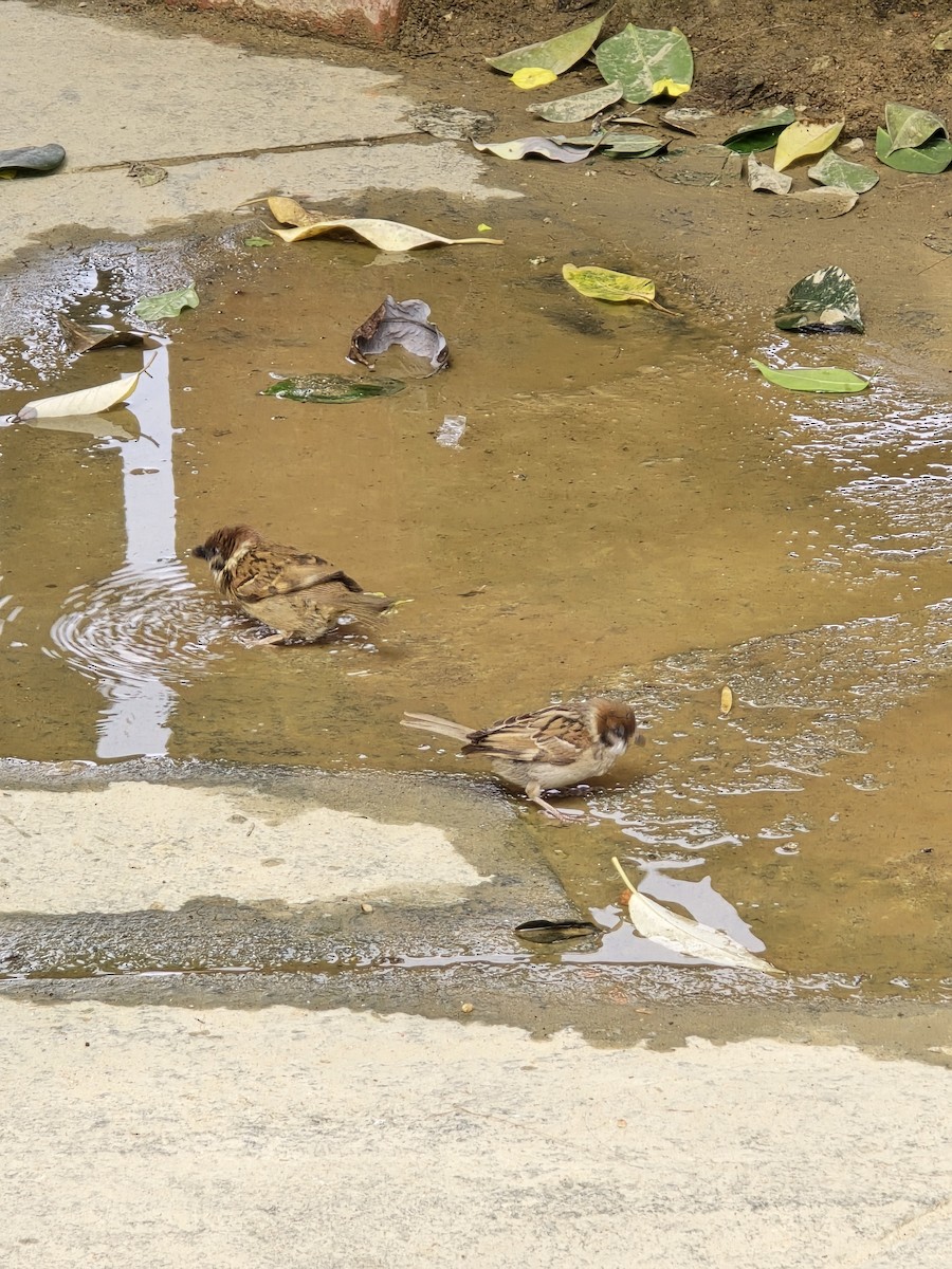 Ağaç Serçesi - ML646625570