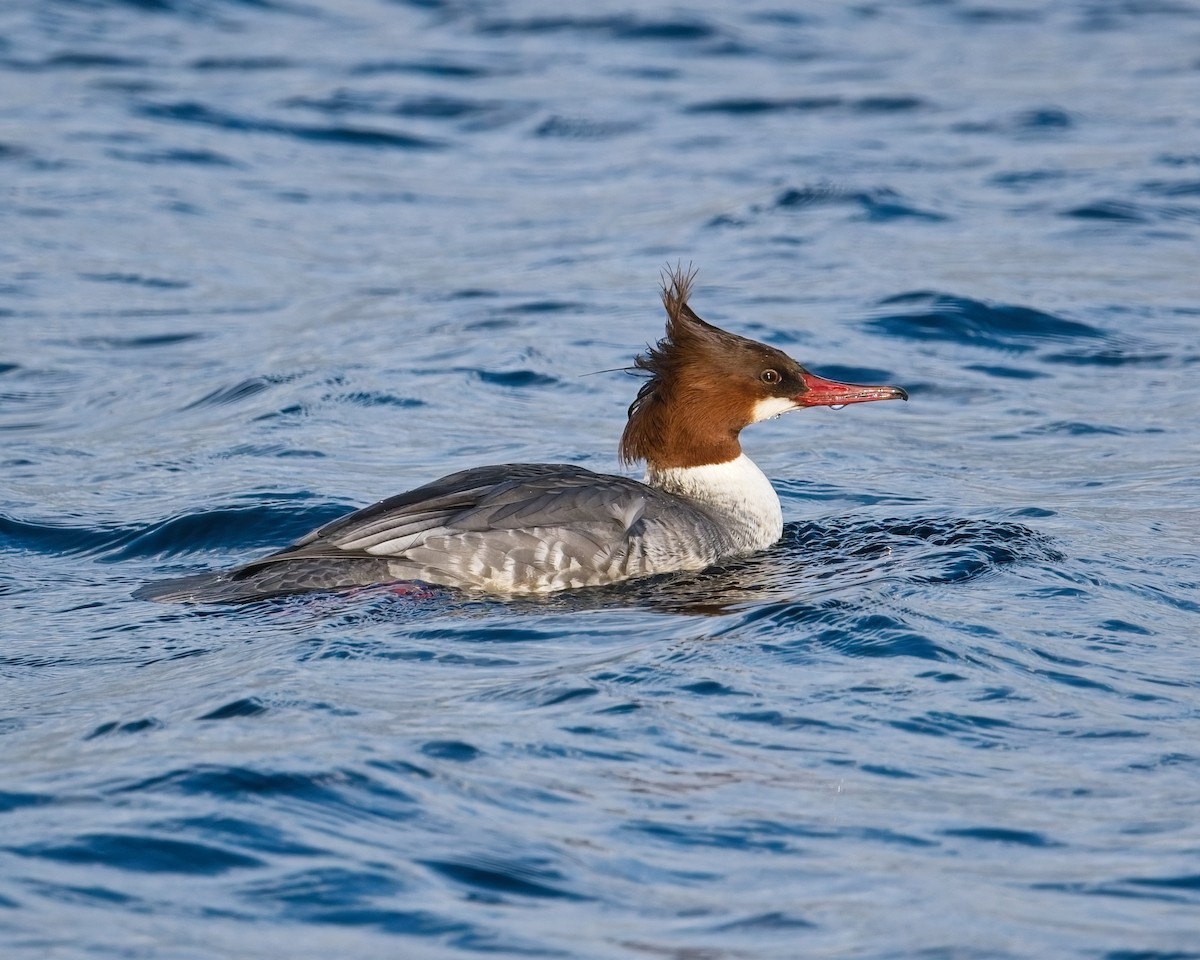 Common Merganser - ML646625571