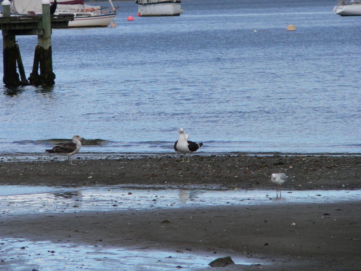 Доминиканская чайка - ML646625572