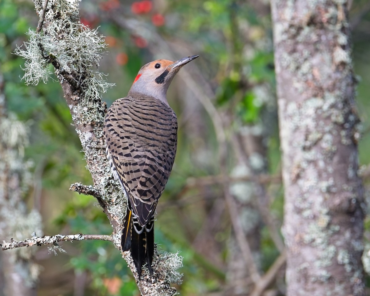 Northern Flicker - ML646625573